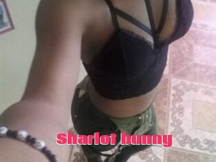 Sharlot_bunny